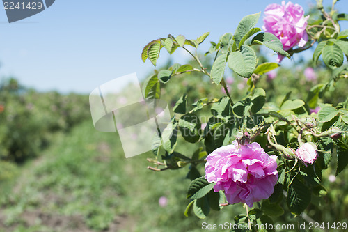 Image of Plantation crops roses