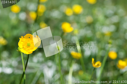 Image of Yellow spring flowers