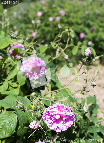 Image of Plantation crops roses