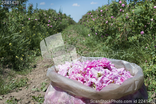 Image of Plantation crops roses