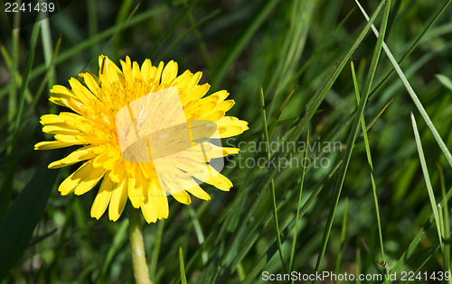 Image of Blooming dandelion
