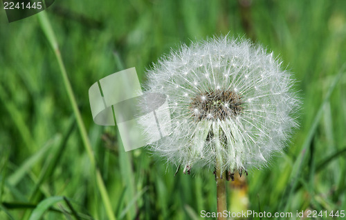 Image of Blooming dandelion