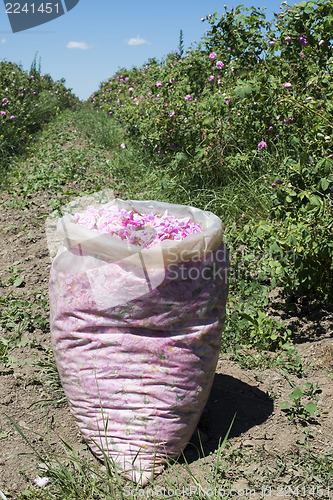 Image of Plantation crops roses