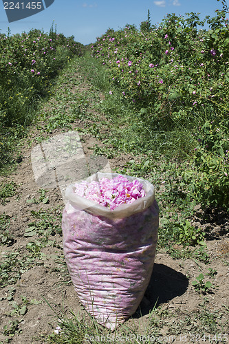 Image of Plantation crops roses