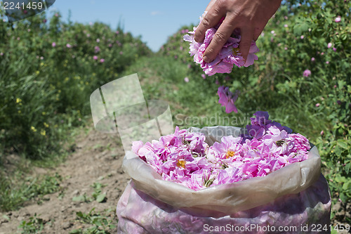 Image of Plantation crops roses