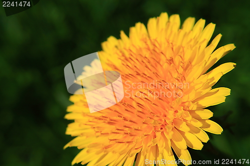 Image of dandelion