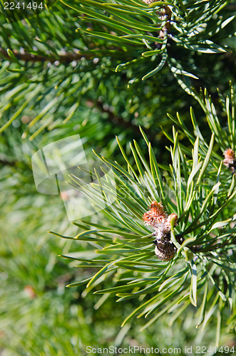 Image of Pine spring blossoming bud, close-up 