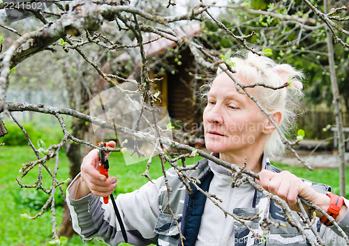 Image of Woman cuts a branch at an Apple-tree, a spring in the garden 