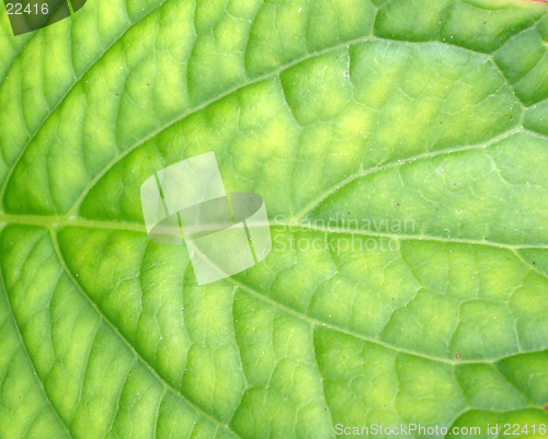 Image of Green Leaf Background