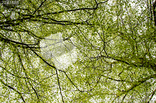 Image of Beech foliage