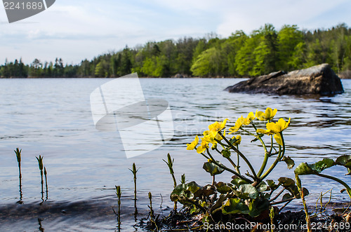 Image of Marsh marigold at calm lake