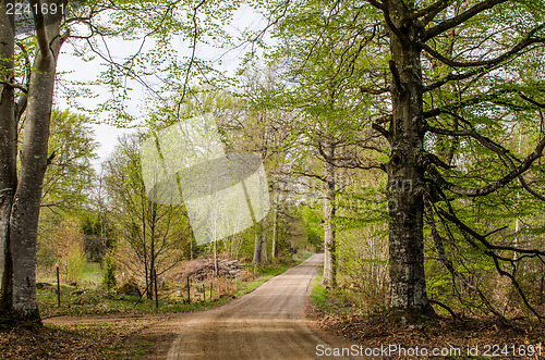 Image of Beeches by a dirt road