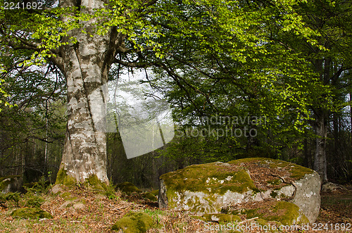 Image of Old beech trunk