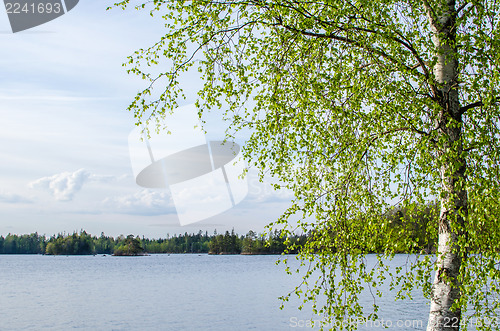 Image of Birch at calm lake