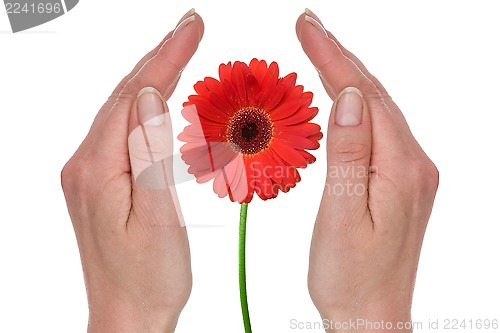 Image of Female hands covering red gerbera