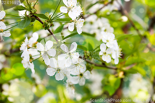 Image of Flowers of the cherry blossoms