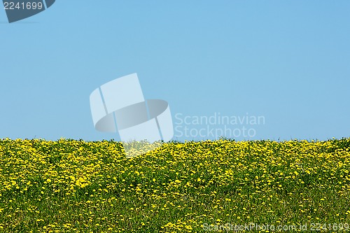 Image of Meadow with yellow dandelions