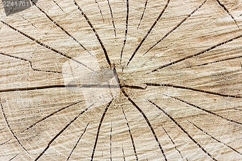 Image of Tree stump background