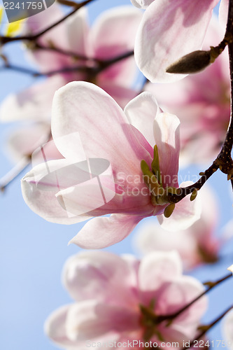 Image of pink magnolia tree flower outdoor in spring