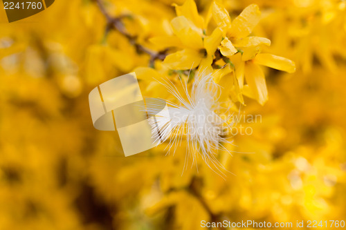 Image of easter egg and forsythia tree in spring outdoor