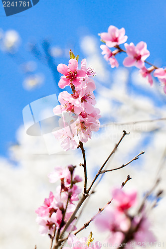 Image of cherry blossom and blue sky in spring 