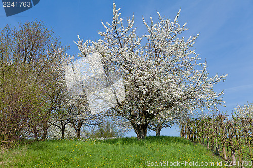 Image of blooming trees in garden in spring