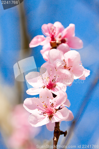 Image of cherry blossom and blue sky in spring 