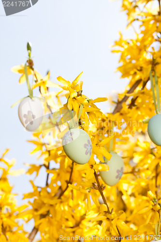 Image of easter egg and forsythia tree in spring outdoor
