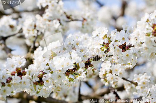 Image of beautiful white blossom in spring outdoor 