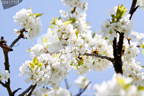 Image of beautiful white blossom in spring outdoor 