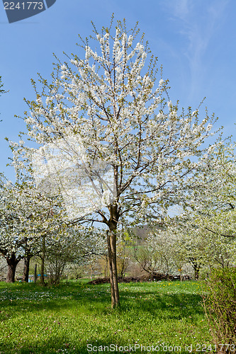 Image of blooming trees in garden in spring