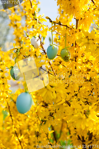 Image of easte egg and forsythia tree in spring outdoor