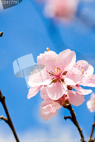 Image of cherry blossom and blue sky in spring 