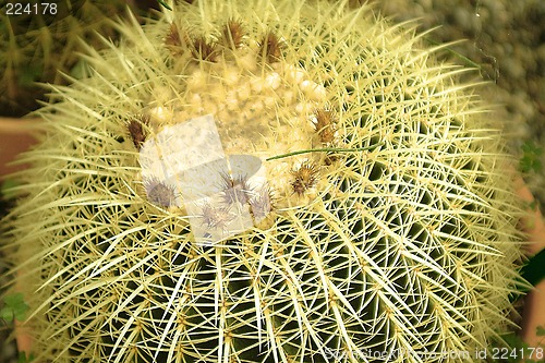 Image of cactus detail