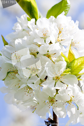 Image of beautiful white blossom in spring outdoor 