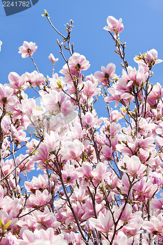 Image of pink magnolia tree flower outdoor in spring