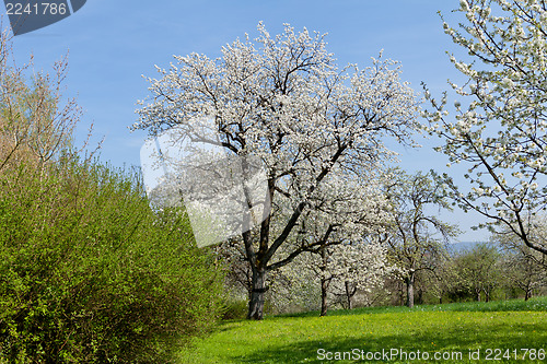 Image of blooming trees in garden in spring