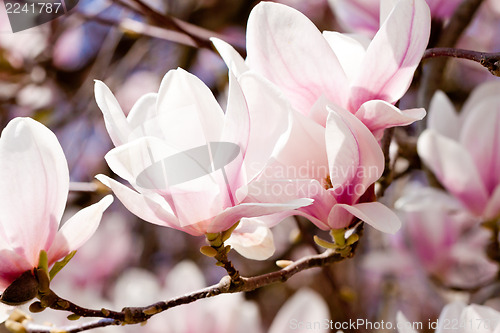 Image of pink magnolia tree flower outdoor in spring