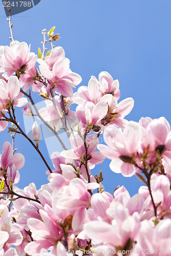 Image of pink magnolia tree flower outdoor in spring