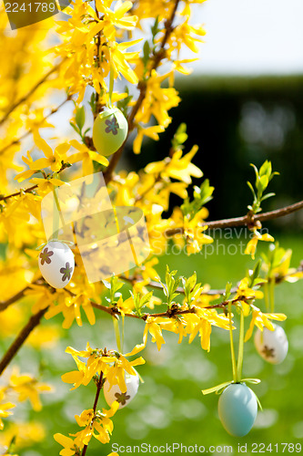 Image of easte egg and forsythia tree in spring outdoor