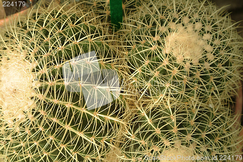 Image of cactus detail