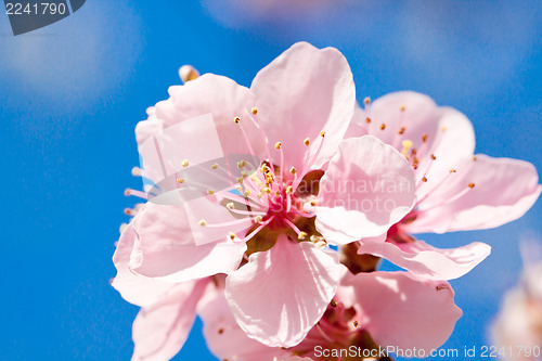 Image of cherry blossom and blue sky in spring 