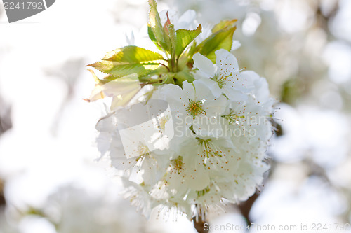 Image of beautiful white blossom in spring outdoor 