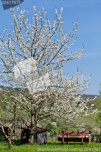 Image of blooming trees in garden in spring