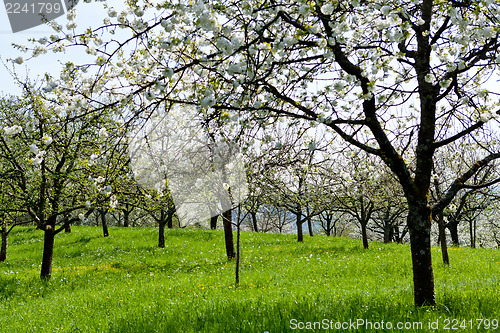 Image of blooming trees in garden in spring