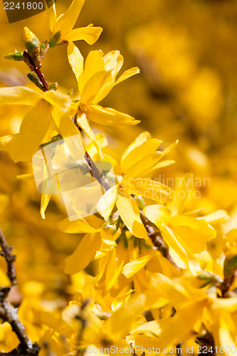 Image of yellow forsythia blossom in spring outdoor