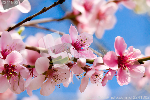 Image of cherry blossom and blue sky in spring 