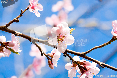 Image of cherry blossom and blue sky in spring 