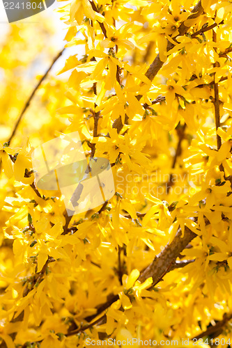 Image of yellow forsythia blossom in spring outdoor