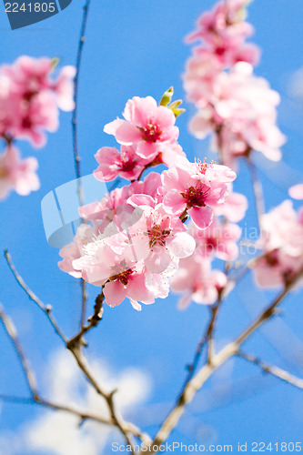 Image of cherry blossom and blue sky in spring 